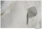 Mute-Swan-feathers-2
